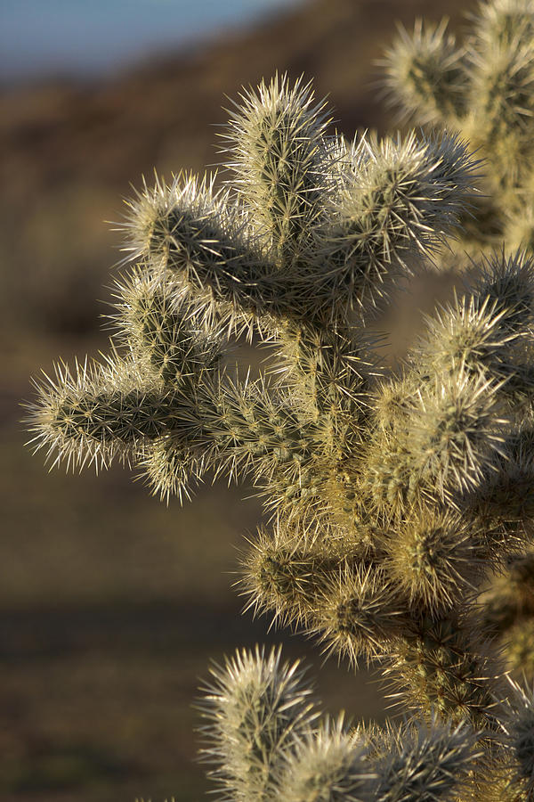 Cactus Tree Photograph by Ivete Basso Photography