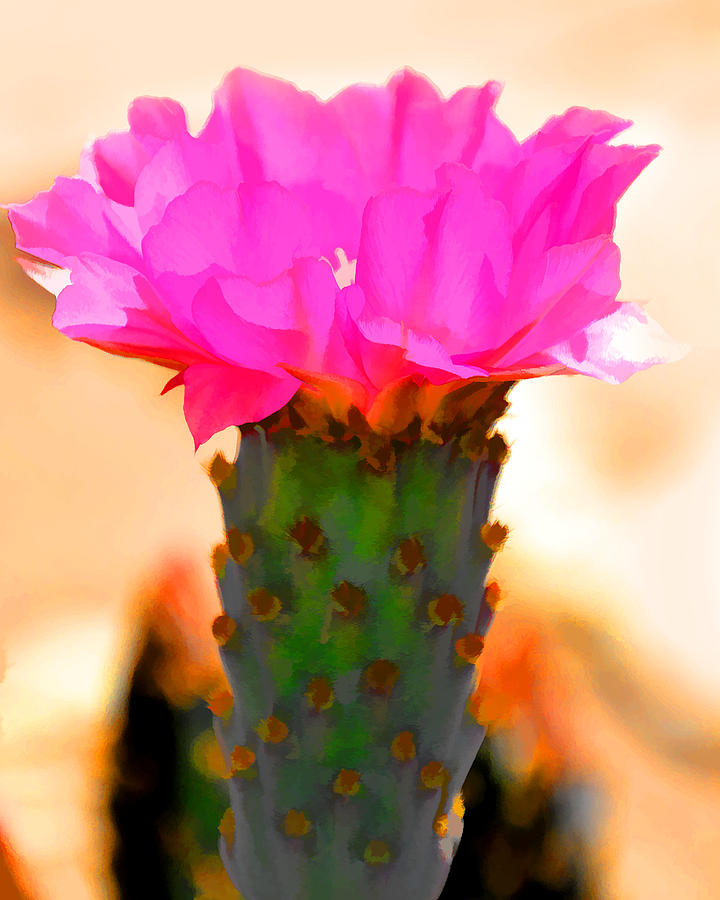 Cactus Vase Photograph by Diane Wood Fine Art America
