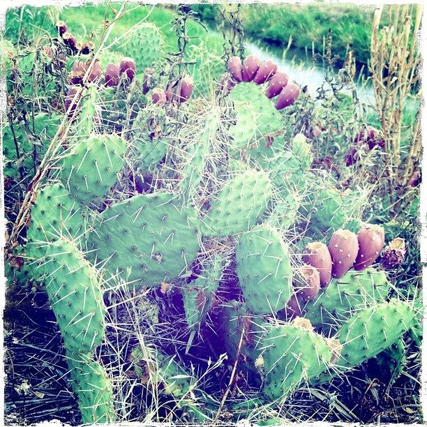 Summer Photograph - Cactus! #wild #poudre #trail #flower by Maddie Wong