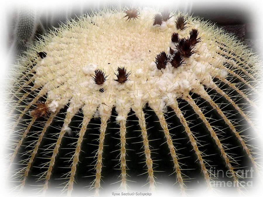Cactus with Watercolor Effect Photograph by Rose Santuci-Sofranko