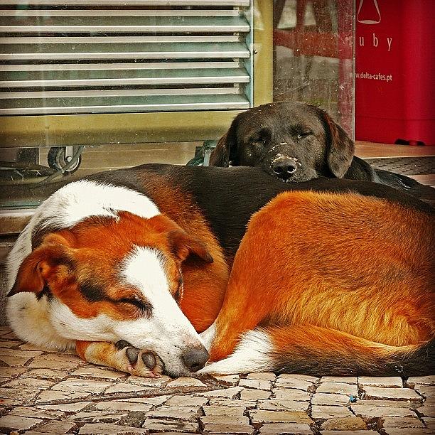 Dog Photograph - Cafe Pals by Ruca Cao