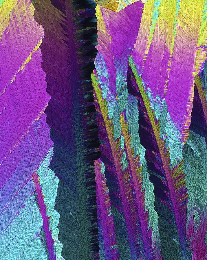 Coffee Photograph - Caffeine Crystals, Light Micrograph by Pasieka