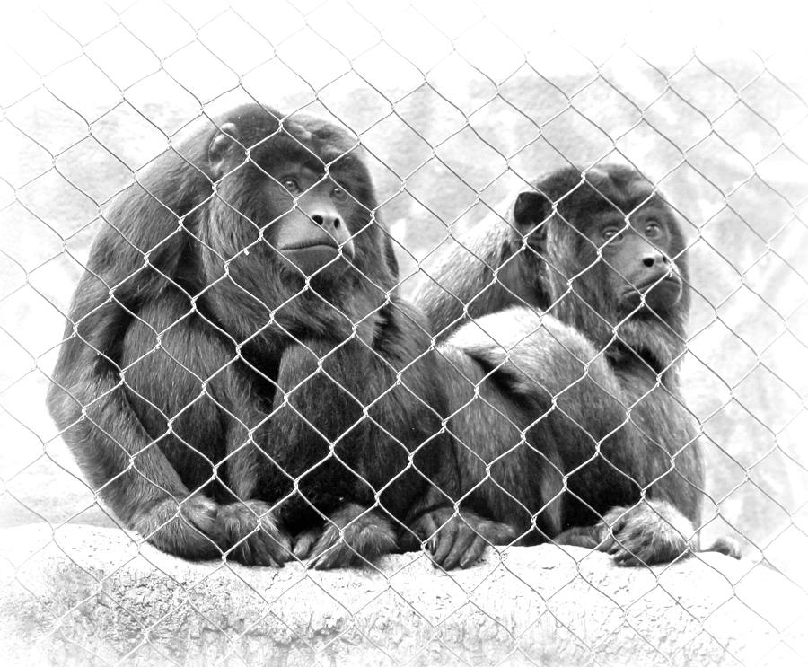 Caged and Captive Photograph by Cindy Haggerty