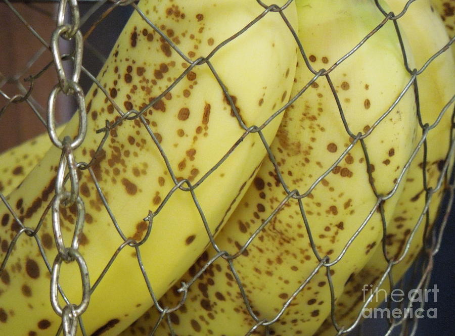 Banana Photograph - Caged Bananas by Renee Trenholm