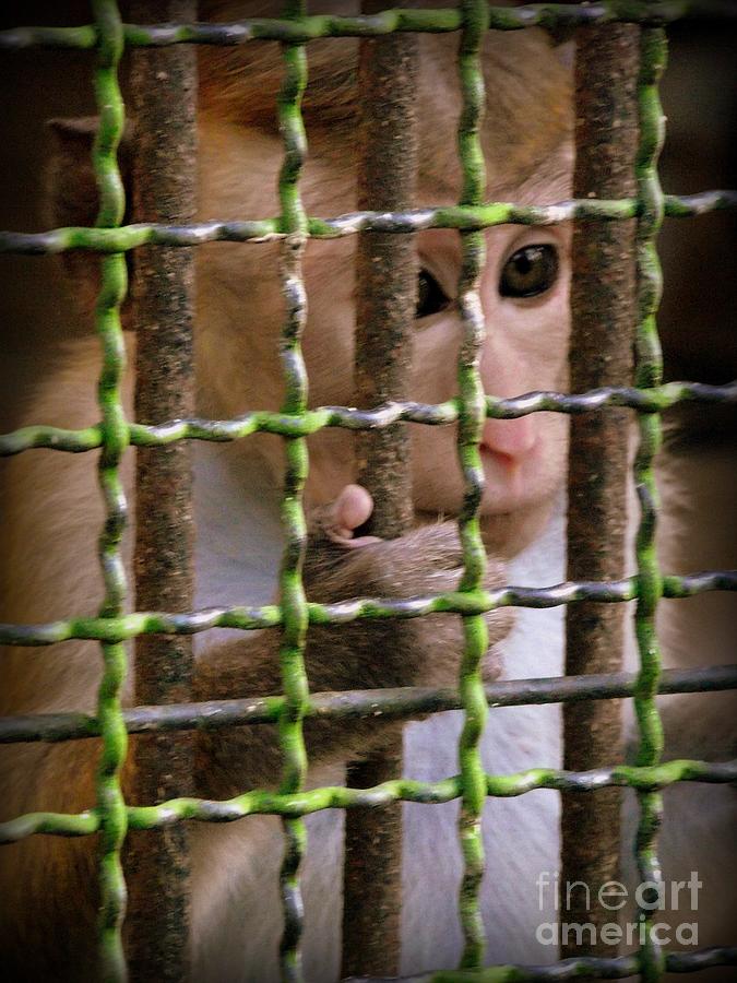 Monkey Photograph - Caged  by Shawna Gibson