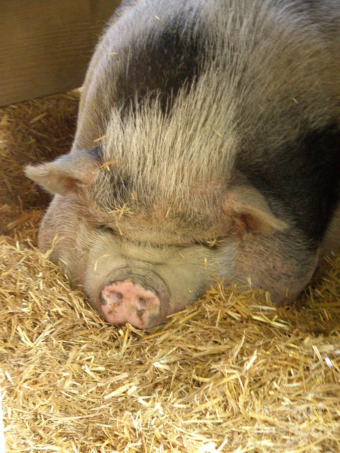 Caillette the Pig Photograph by Lainie Wrightson