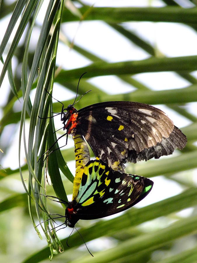 Cairns Birdwing Photograph by Peggy King