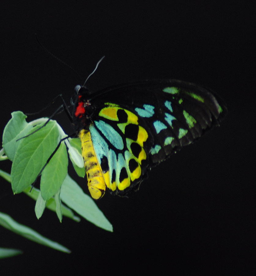 Cairns Swallowtail Butterfly Photograph by Richard Bryce and Family