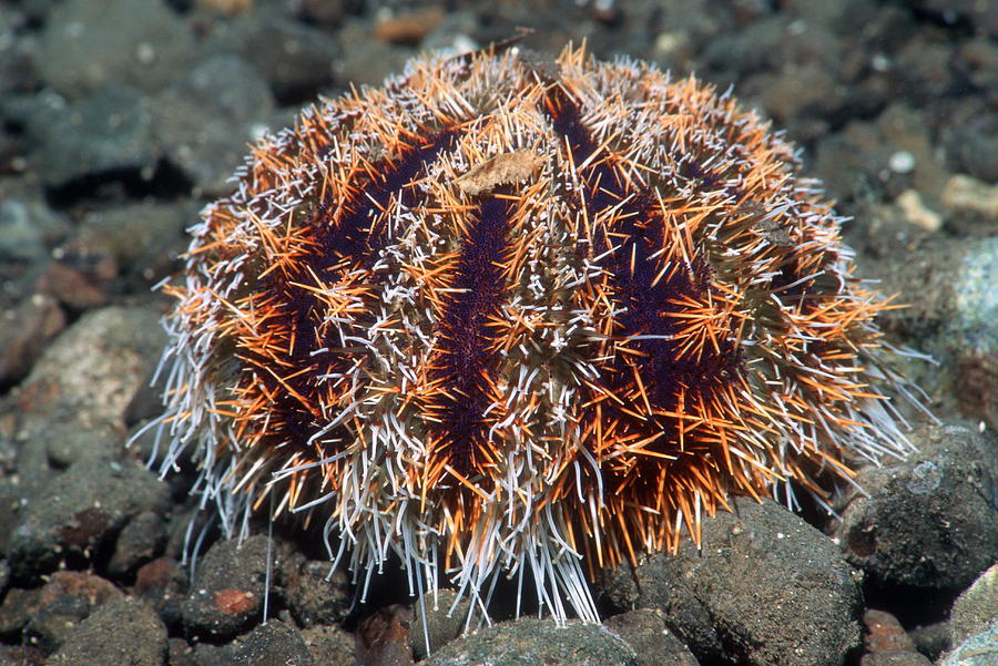 Cake Urchin Photograph by Georgette Douwma