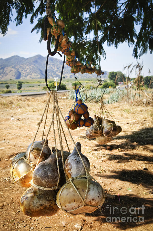 Calabash gourd bottles in Mexico Photograph by Elena Elisseeva