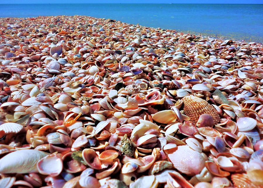 Caladesi Shells I Photograph by Benjamin Yeager