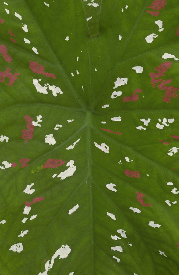 Caladium Caladium Sp Leaf Detail Photograph by Pete Oxford