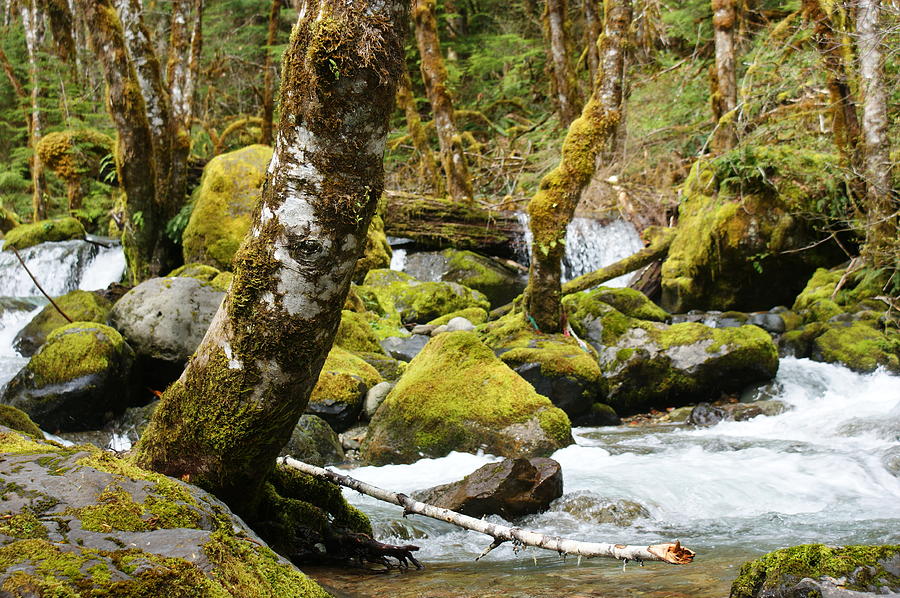 Calapooia River Photograph by Georgette Conrad - Fine Art America