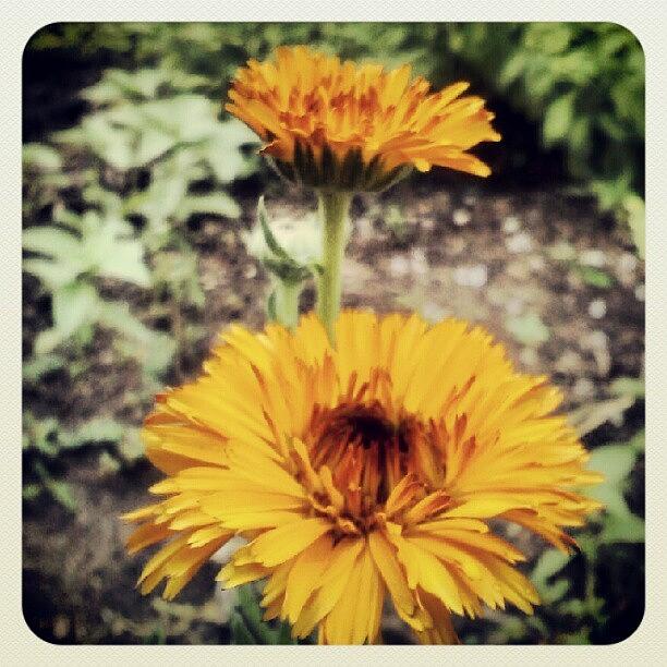 Botanica Photograph - Calendula Before The Sky Opened Up by Darcey Blue