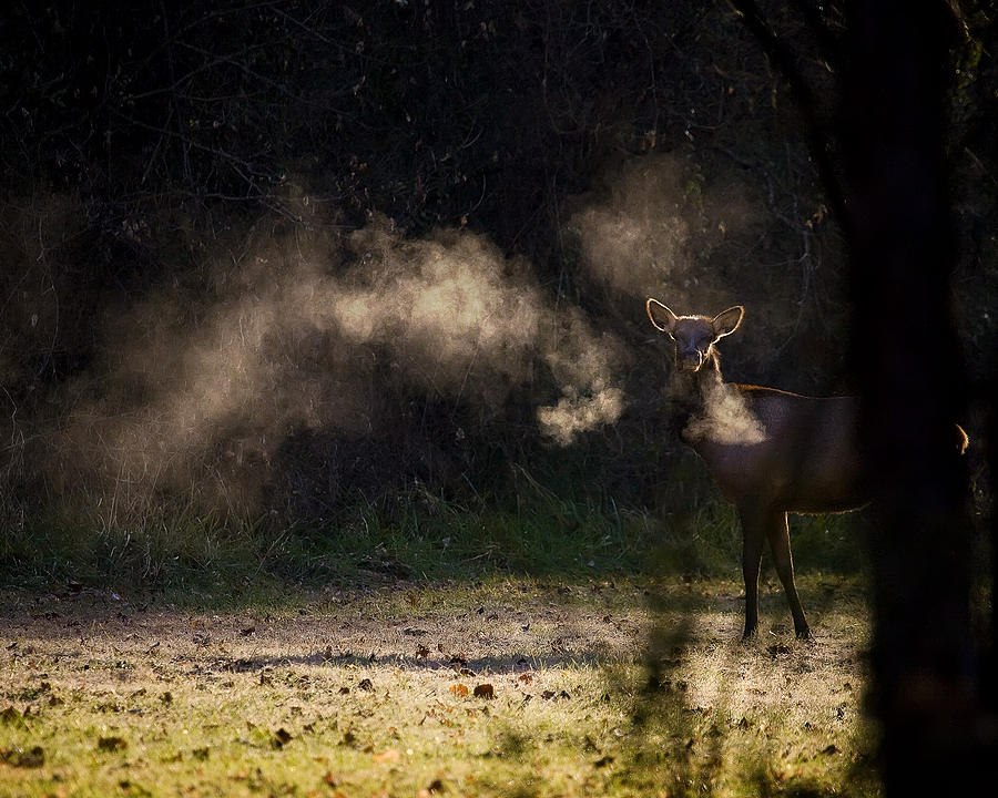 Calf Elk with Steaming Breath at Lost Valley Photograph by Michael Dougherty