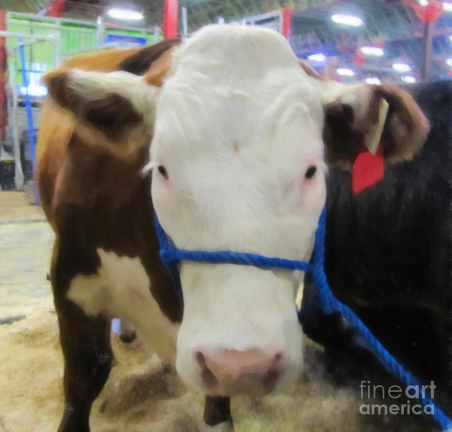 Calgary Stampede Cow Photograph by Donna L Munro