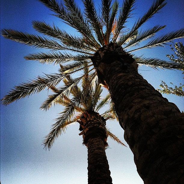 Cali Photograph - Cali Trees #westcoast #cali #palmtrees by Naomi Cho