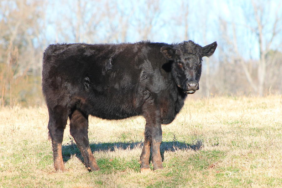 Calicked cow Photograph by Travis Jackson - Pixels