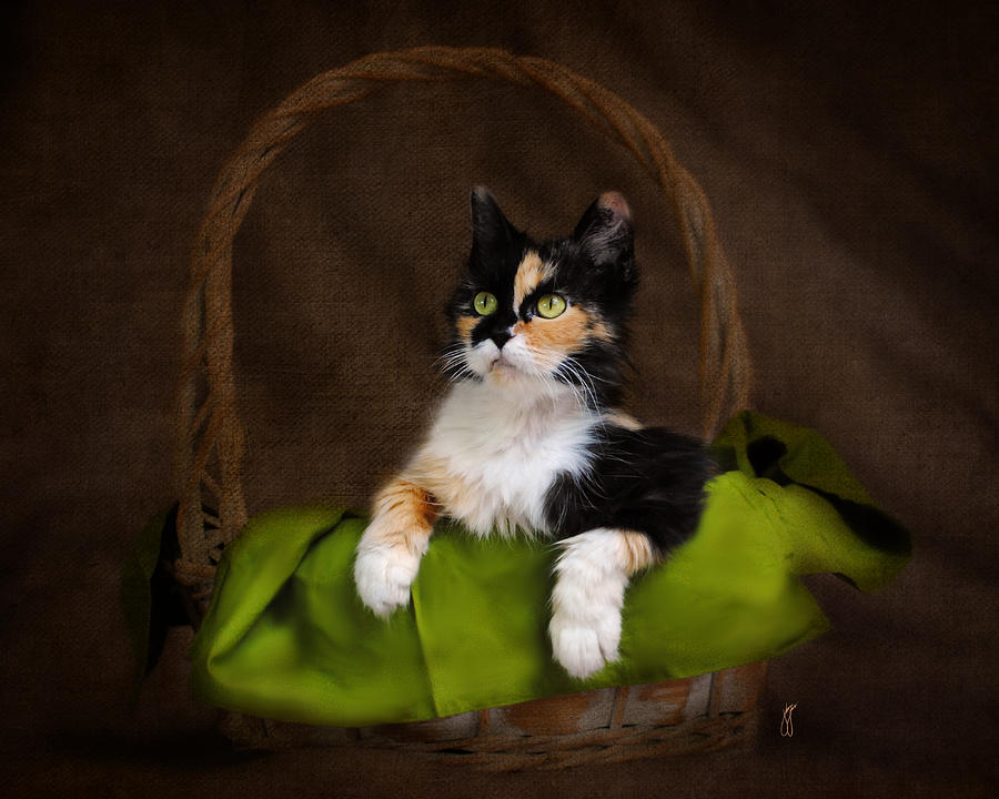 Calico Cat in Basket Photograph by Jai Johnson