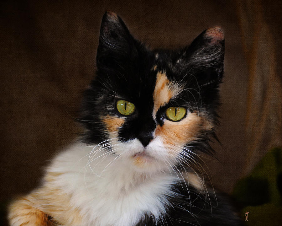 Calico Cat Portrait Photograph by Jai Johnson