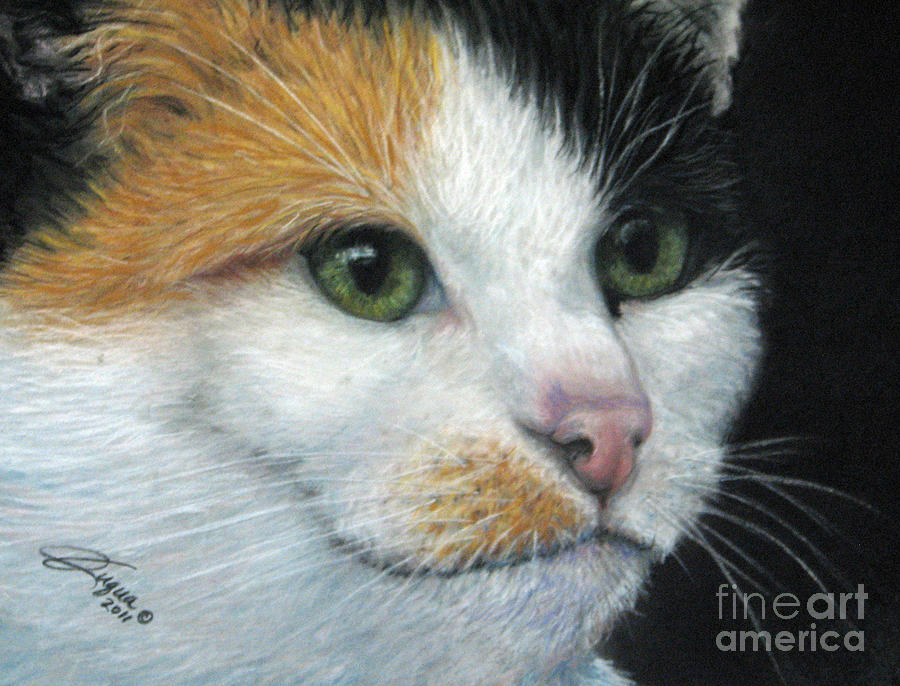 Calico Dreams by Beverly Fuqua Calico Dreams by Beverly Fuqua
