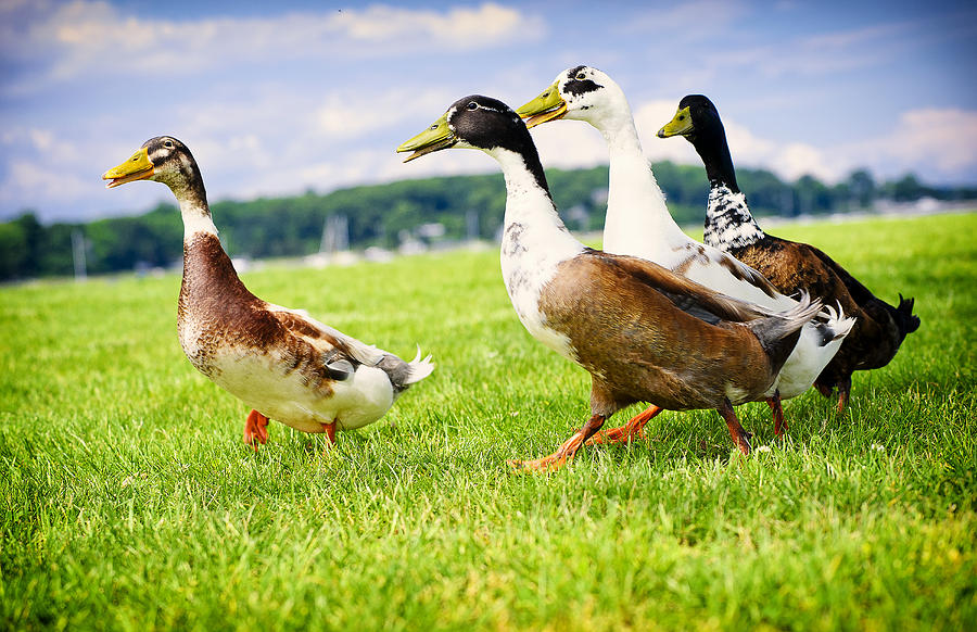 Calico Duck Walk Photograph by Vicki Jauron - Fine Art America