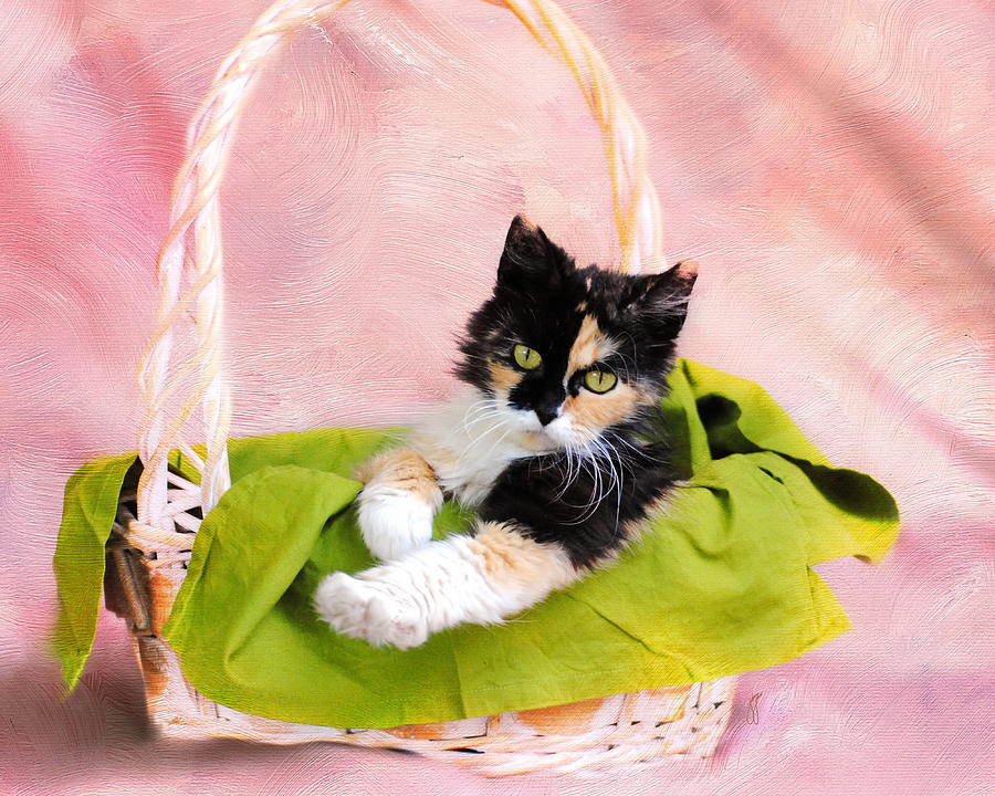 Animal Photograph - Calico Kitty in Basket by Jai Johnson