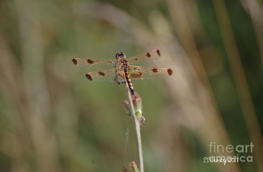 Calico Pennant Dragonfly Photograph by Susan Stevens Crosby