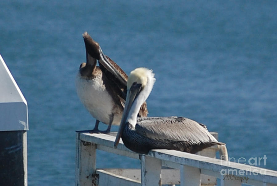 California Brown Pelicans Photograph by Susan Stevens Crosby