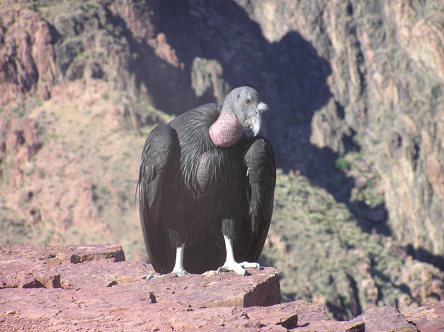 California Condor Photograph by Herman Hagen