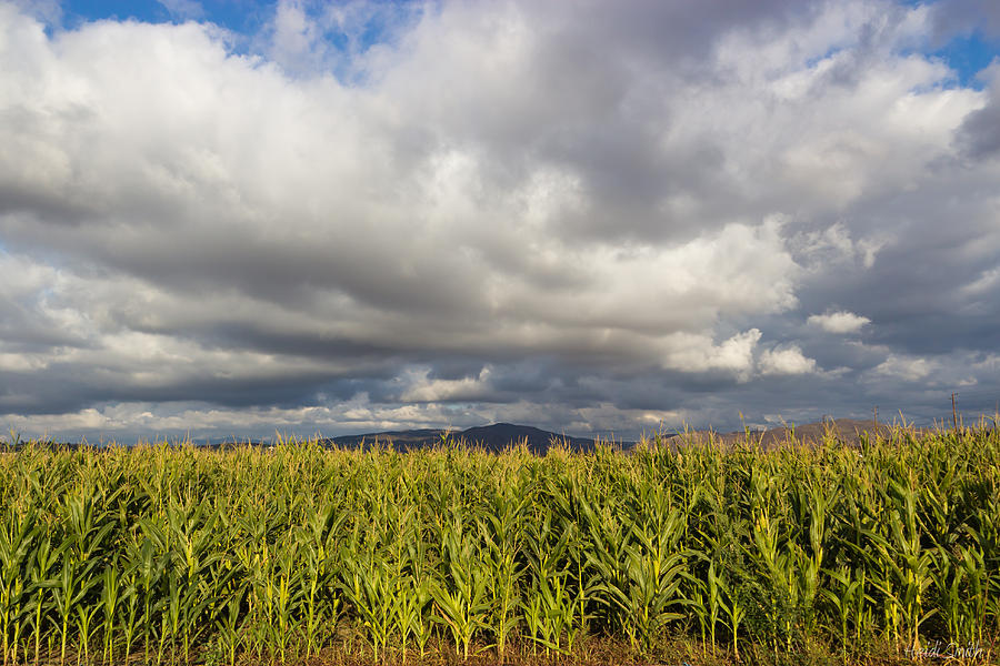 California Cornfield Photograph by Heidi Smith - Fine Art America