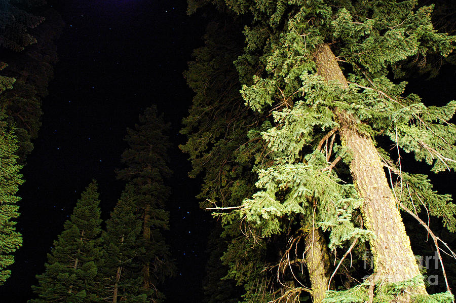 California Evergreens at Night Photograph by HD Connelly