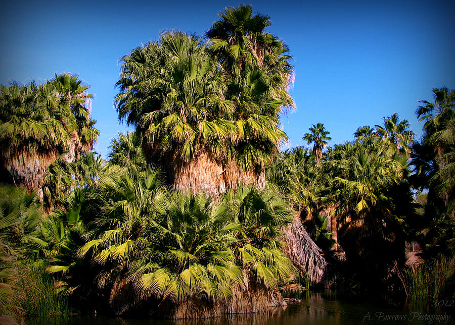 California Fan Palms Photograph by Aaron Burrows