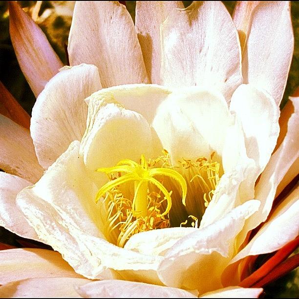 Flower Photograph - #california #flowers #lotusland by Susan Neufeld