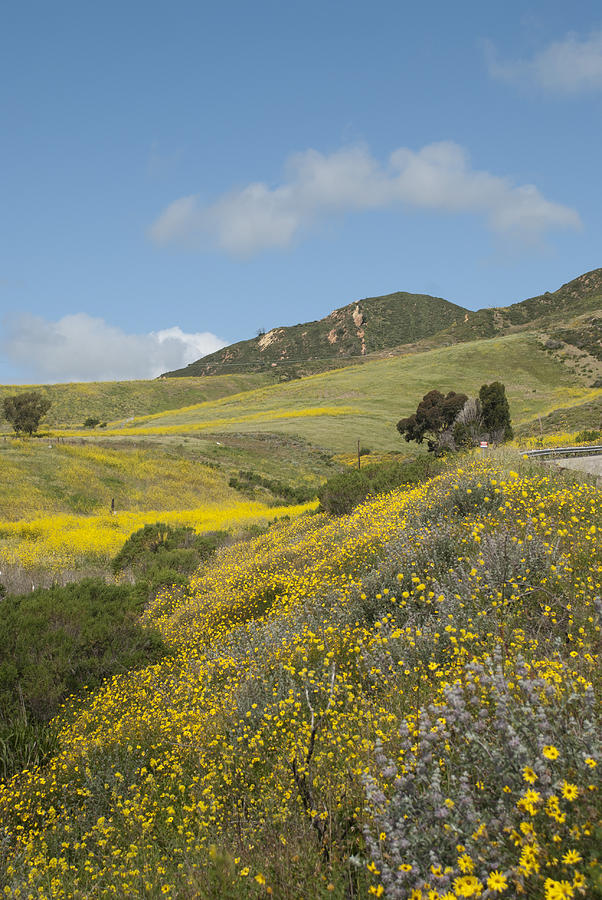 California Hillside View I Photograph by Kathleen Grace