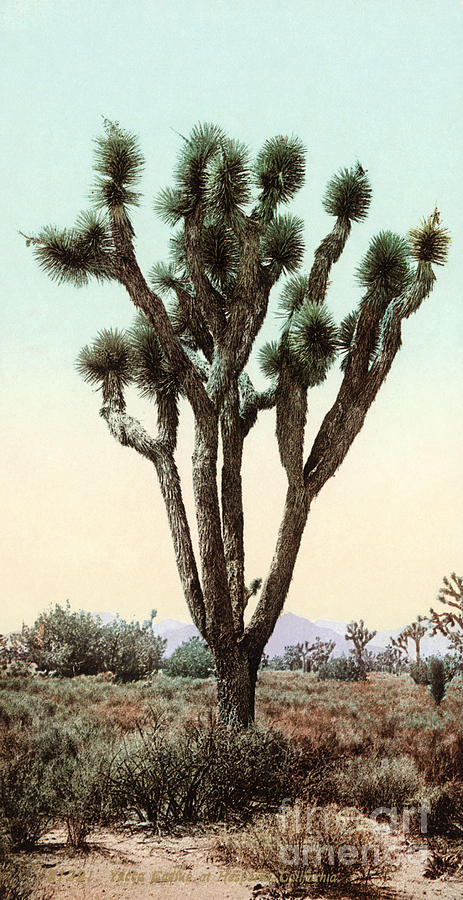 California: Joshua Tree Photograph by Granger