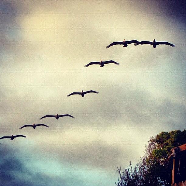 Pelican Photograph - #california #lagunabeach #pelicans by Susan Neufeld