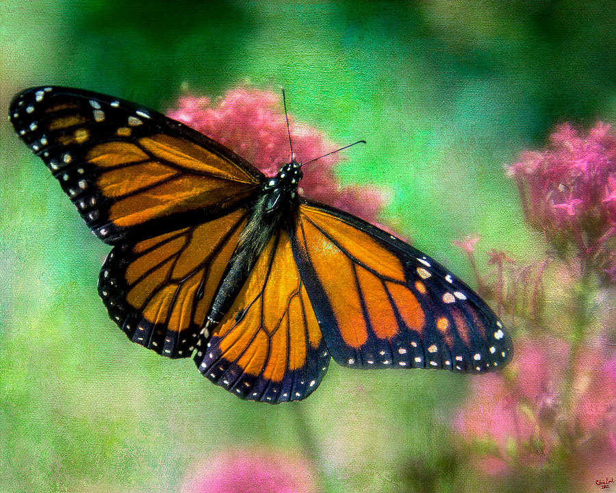 California Monarch Photograph by Chris Lord