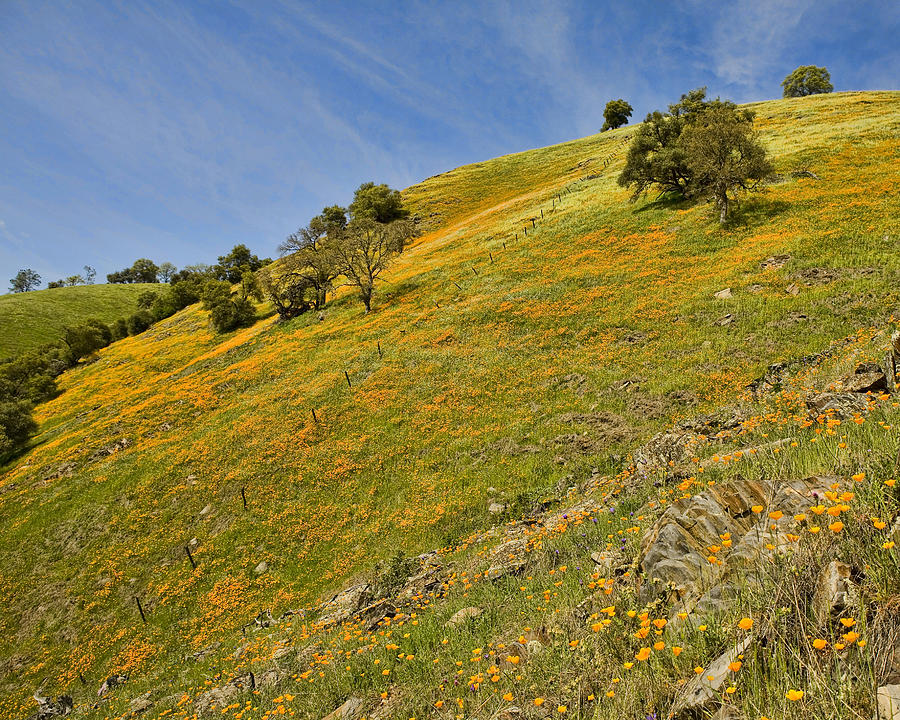 California Mountain Poppies Photograph by Gregory Scott