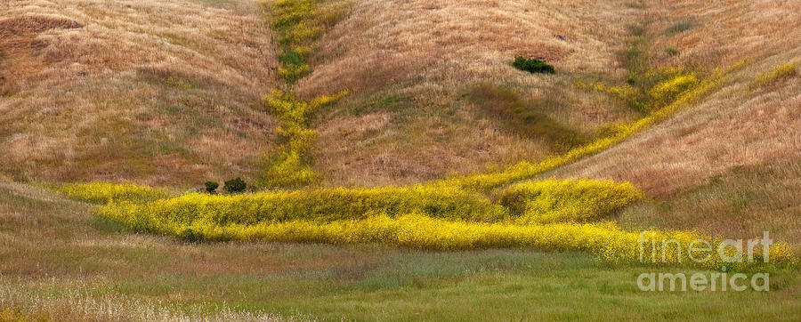 Nature Photograph - California Mustard Bloom by Matt Tilghman