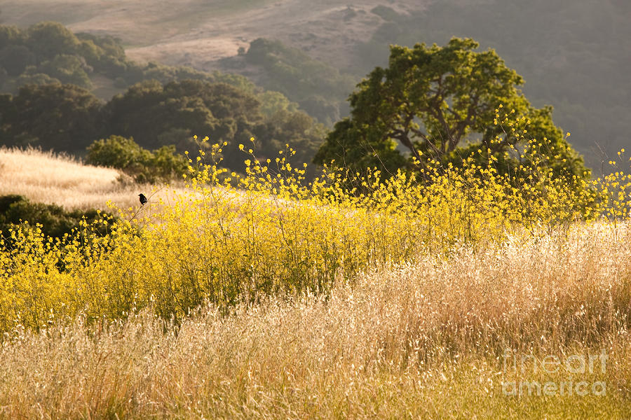 California Mustard Fields Photograph by Matt Tilghman