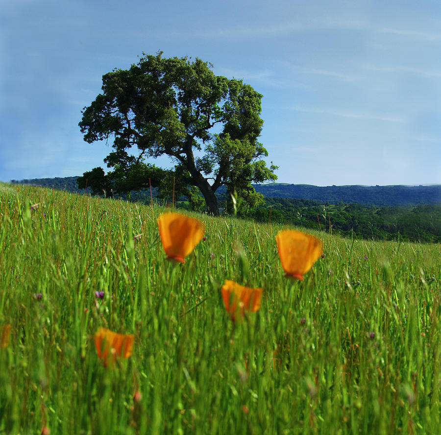 California Oak and Poppies Photograph by C Ribet