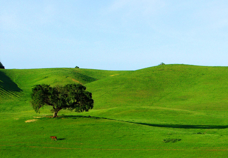 California Oak and Rolling Green Hills Photograph by C Ribet