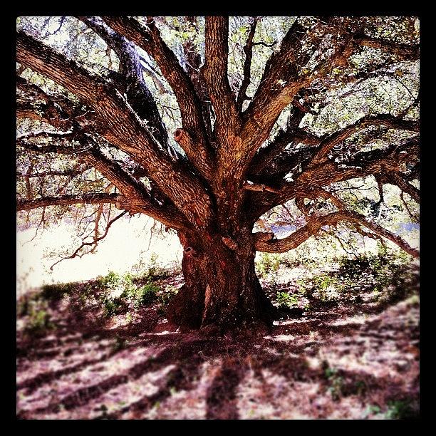 Tree Photograph - California Oak #iphone #hiking #trees by Last Adventurer