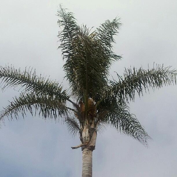 Nature Photograph - California Palm In Pismo! #palmtree by Heather Baldwin