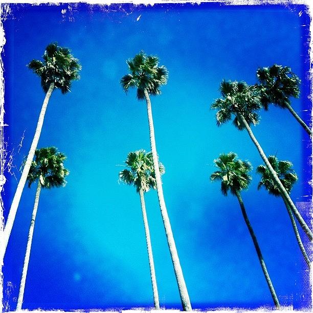 Tree Photograph - California Palm Trees by Chris Fabregas