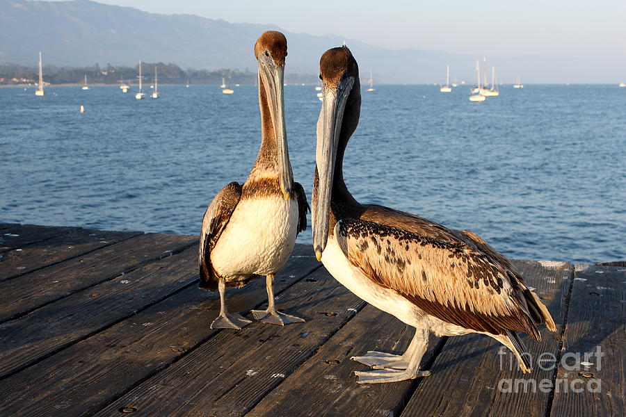 California Pelicans Photograph by Henrik Lehnerer