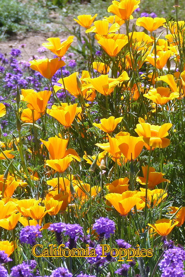California Poppies Photograph by Carla Parris