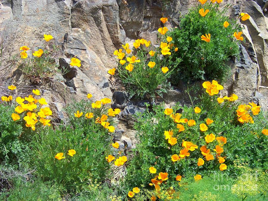 California Poppies Photograph by Charles Robinson