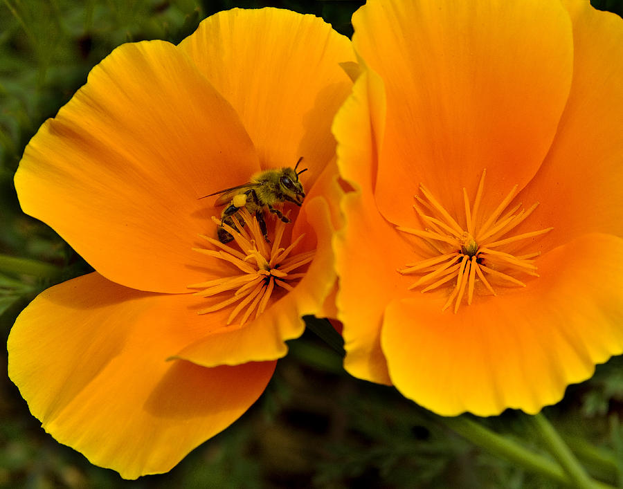 California Poppies Color Photograph by Rob Outwater